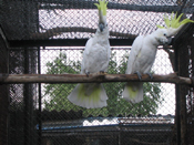 Felntt Srgabbits kakadu